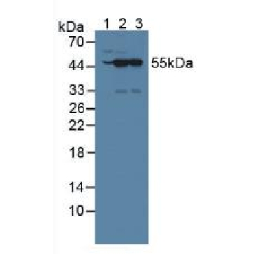 Nucleoredoxin (NXN) Mouse Polyclonal Antibody