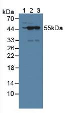 Nucleoredoxin (NXN) Mouse Polyclonal Antibody