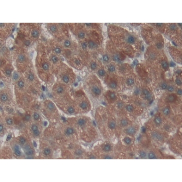 Nephronectin (NPNT) Human Polyclonal Antibody
