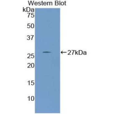 Nephronectin (NPNT) Human Polyclonal Antibody
