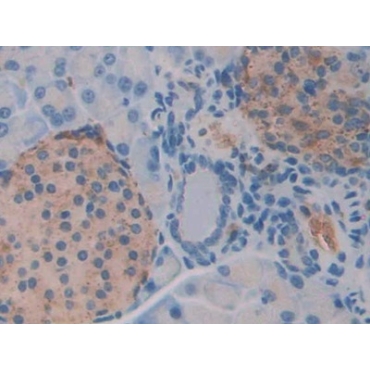 N-Acetylgalactosaminidase Alpha (NAGa) Mouse Polyclonal Antibody