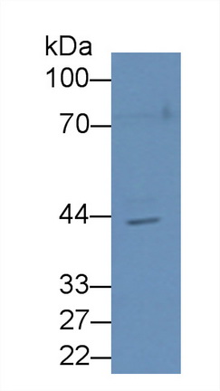 N-Acetylgalactosaminidase Alpha (NAGa) Rat Polyclonal Antibody