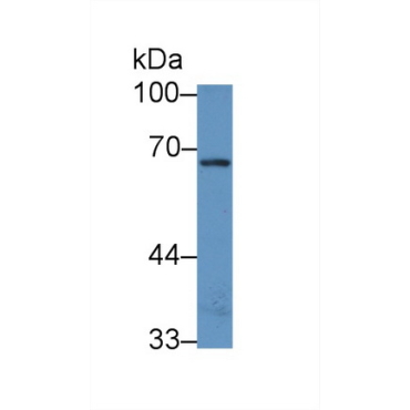 NAD Kinase (NADK) Human Polyclonal Antibody