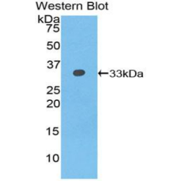 N-Methylpurine DNA Glycosylase (MPG) Mouse Polyclonal Antibody