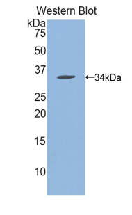 N-Methylpurine DNA Glycosylase (MPG) Rat Polyclonal Antibody