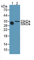 Meteorin (METRN) Mouse Polyclonal Antibody