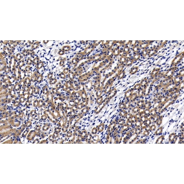 Lymphocyte Antigen 96 (LY96) Human Polyclonal Antibody