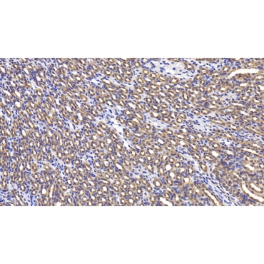 Lymphocyte Antigen 96 (LY96) Mouse Polyclonal Antibody