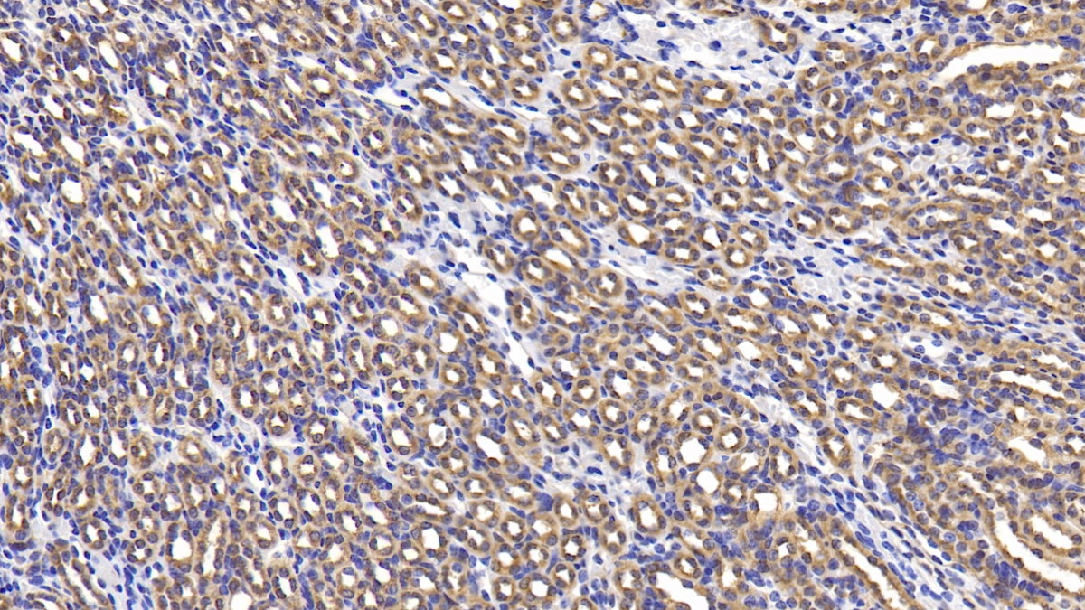 Lymphocyte Antigen 96 (LY96) Mouse Polyclonal Antibody