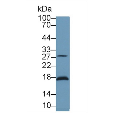 Latexin (LXN) Mouse Polyclonal Antibody