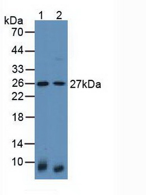 Latexin (LXN) Rat Polyclonal Antibody