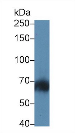 Lymphocyte Adaptor Protein (Lnk) Human Polyclonal Antibody
