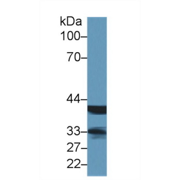 Lectin, Mannose Binding 2 (LMAN2) Human Polyclonal Antibody