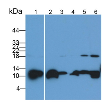 Liver Expressed Antimicrobial Peptide 2 (LEAP2) Human Polyclonal Antibody