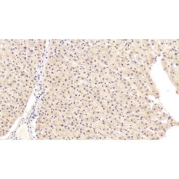 Kynurenine-3-Monooxygenase (KMO) Human Polyclonal Antibody