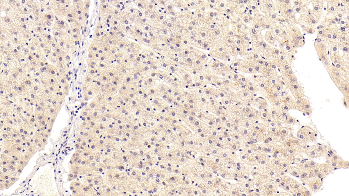 Kynurenine-3-Monooxygenase (KMO) Human Polyclonal Antibody