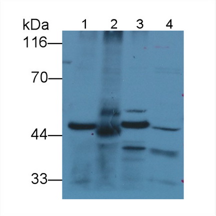 Kynurenine-3-Monooxygenase (KMO) Rat Polyclonal Antibody