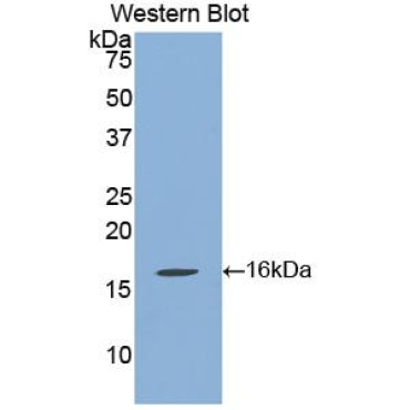 Klotho Beta (KLb) Mouse Polyclonal Antibody
