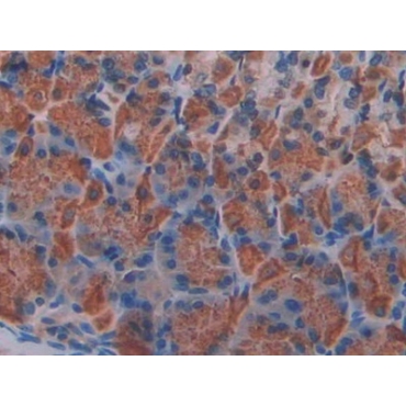 Klotho Beta (KLb) Mouse Polyclonal Antibody