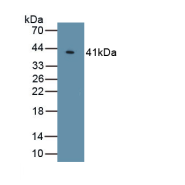 Klotho (KL) Human Polyclonal Antibody