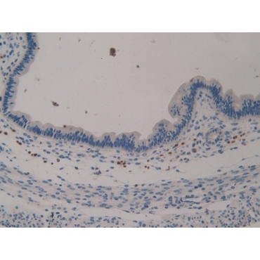 Klotho (KL) Mouse Polyclonal Antibody