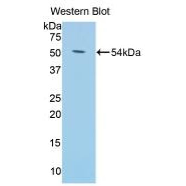 Klotho (KL) Mouse Polyclonal Antibody