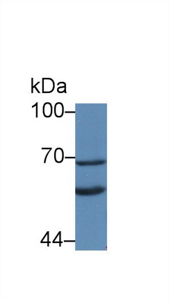 Klotho (KL) Rat Polyclonal Antibody