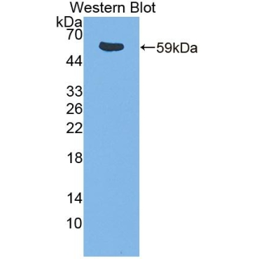 IL2 Inducible T-Cell Kinase (ITK) Mouse Polyclonal Antibody