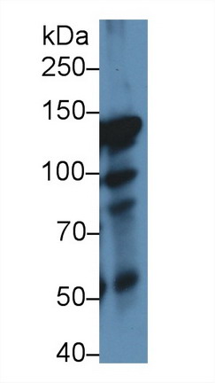 Inter Alpha-Globulin Inhibitor H4 (ITIH4) Rat Polyclonal Antibody