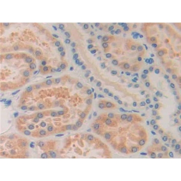 Immunoglobulin Superfamily Containing Leucine Rich Repeat Protein (ISLR) Human Polyclonal Antibody