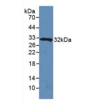 Interleukin 4 Induced Protein 1 (IL4I1) Human Polyclonal Antibody