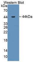 Interleukin 1 Receptor Accessory Protein (IL1RAP) Mouse Polyclonal Antibody