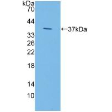 Iduronidase Alpha L (IDUa) Human Polyclonal Antibody