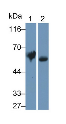 Iduronate-2-Sulfatase (IDS) Rat Polyclonal Antibody