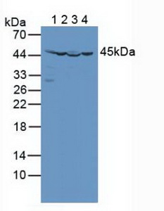 Isocitrate Dehydrogenase 2, mitochondrial (IDH2) Human Polyclonal Antibody