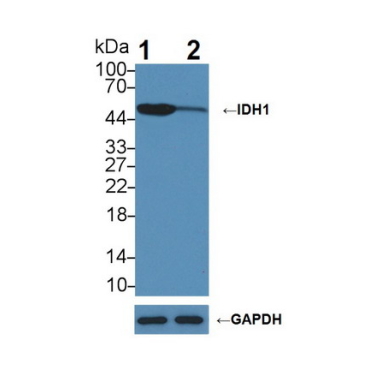 Isocitrate Dehydrogenase 1, Soluble (IDH1) Human Polyclonal Antibody