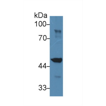 Isocitrate Dehydrogenase 1, Soluble (IDH1) Mouse Polyclonal Antibody