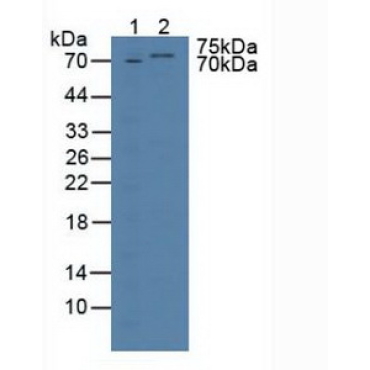 T-Box Protein 3 (TBX3) Human Polyclonal Antibody