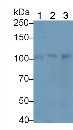 T-Box Protein 3 (TBX3) Mouse Polyclonal Antibody