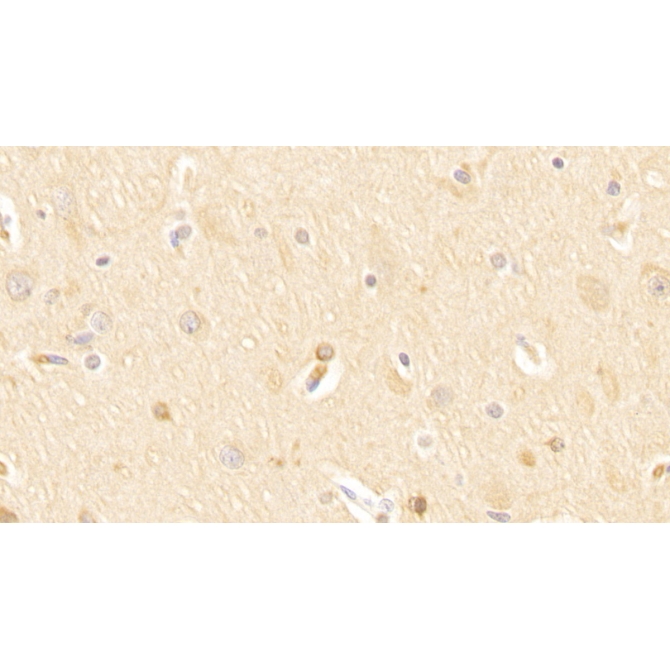 Huntingtin Associated Protein 1 (HAP1) Human Polyclonal Antibody