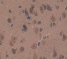 Huntingtin Associated Protein 1 (HAP1) Rat Polyclonal Antibody