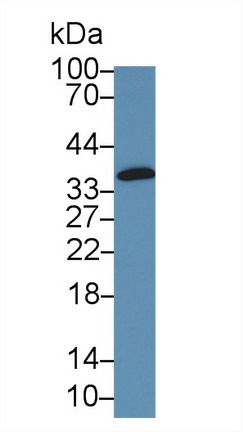 GRB2 Related Adaptor Protein 2 (GRAP2) Mouse Polyclonal Antibody