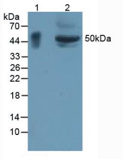 Glycoprotein A33 (GPA33) Rat Polyclonal Antibody
