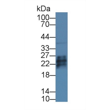 Growth Factor, Augmenter Of Liver Regeneration (GFER) Mouse Polyclonal Antibody