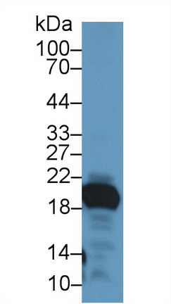 Gastrokine 2 (GKN2) Rat Polyclonal Antibody