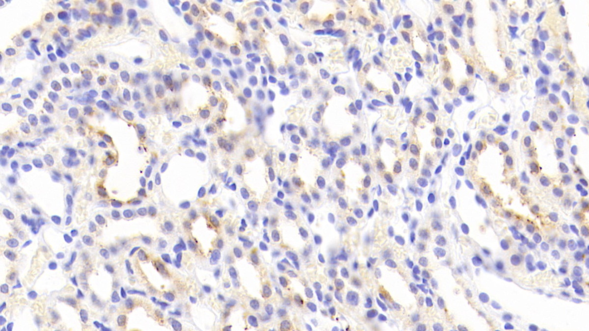 Galactose-3-O-Sulfotransferase 1 (GAL3ST1) Rat Polyclonal Antibody