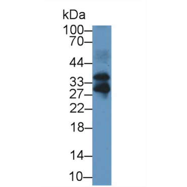 Follistatin Like Protein 3 (FSTL3) Mouse Polyclonal Antibody