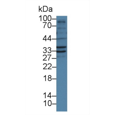 Follistatin Like Protein 1 (FSTL1) Human Polyclonal Antibody