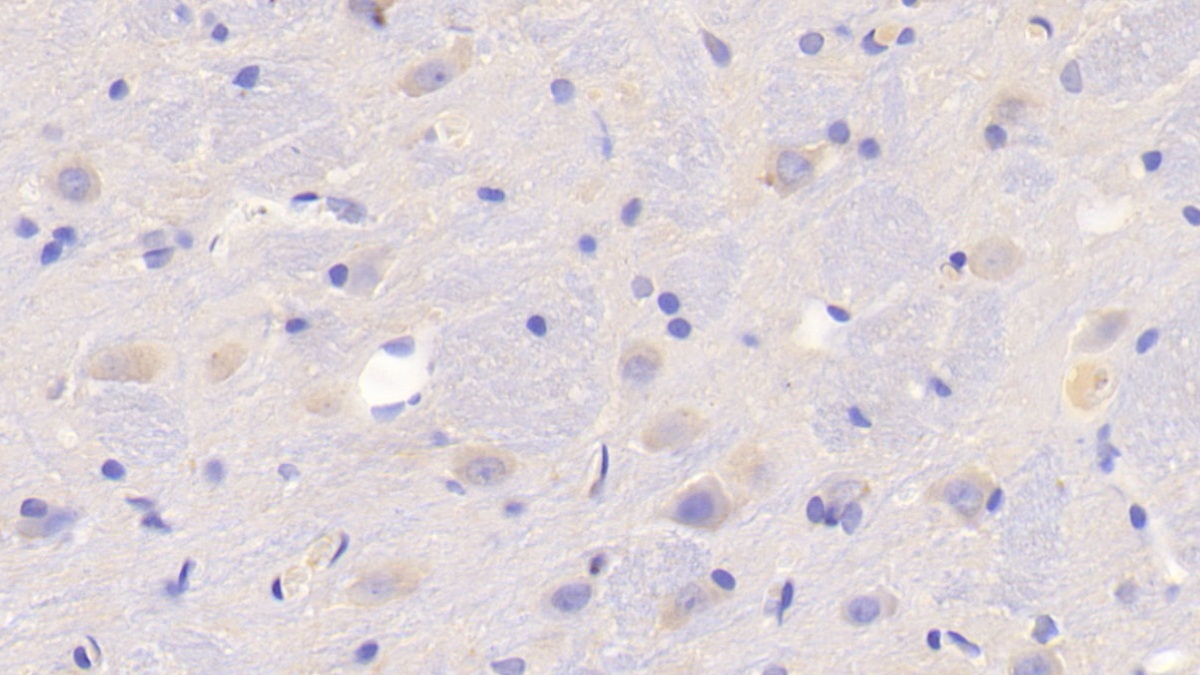 Follistatin Like Protein 1 (FSTL1) Rat Polyclonal Antibody