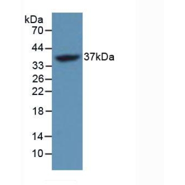 FOS Like Antigen 1 (FOSL1) Mouse Polyclonal Antibody